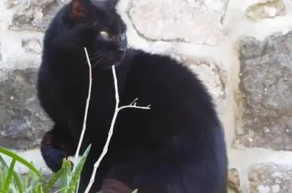 Chat noir blessé trouvé à Kerbors - photo