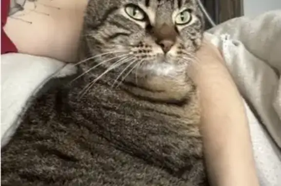 Animaux perdus Châlus, photo: Chat tigré perdu à Châlus