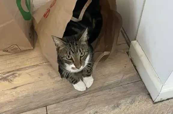 Lost Tabby in Hadfield: Help Find Christopher!