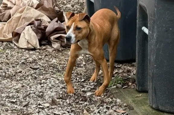 Lost Dog in Ravenna: Crooked Legs, Pit Mix