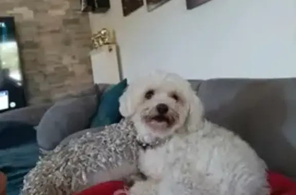 Animaux perdus Biarritz, photo: Bichon blanc perdu à Biarritz