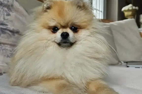 Chien perdu , photo : Spitz Nain Perdu à Auterrive