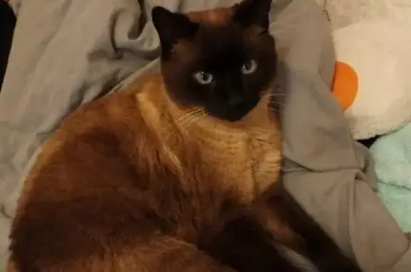Animaux perdus Lalbenque, photo: Chat siamois blessé disparu