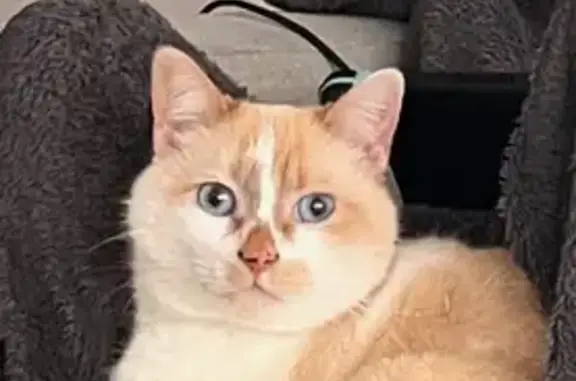 Animaux perdus Paris, photo: Chat Blue perdu - Marx Dormoy