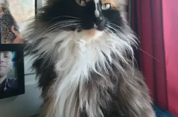 Chatte Violette perdue à Avesnes - photo