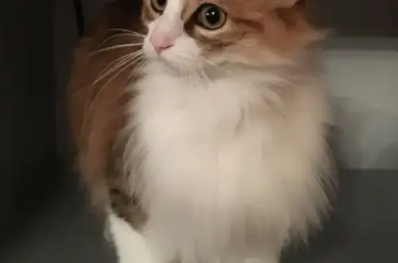 Animaux perdus Le Puy-en-Velay, photo: Chatte Noisette perdue au Puy-en-Velay