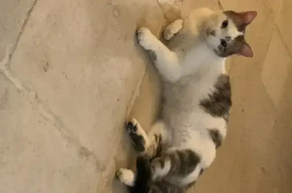 Chat perdu, Sablé-sur-Sarthe, photo: Avis de recherche: Chat TIC égaré
