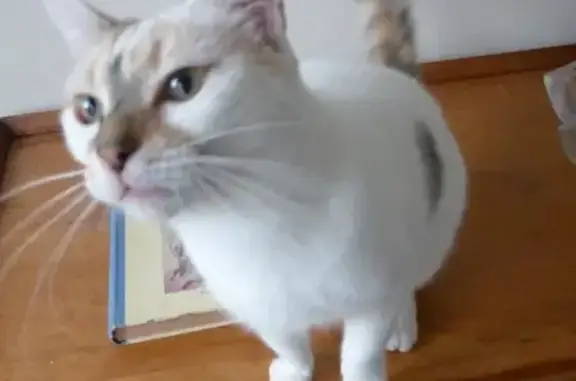 Animaux perdus Cambrai, photo: Chatte Kiko perdue à Cambrai
