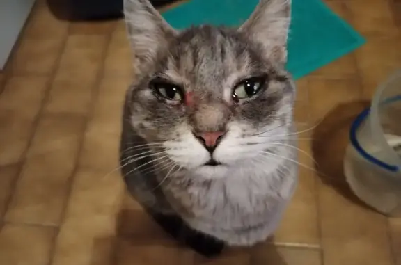 Chat perdu, Nice, photo: Chatte grise et blanche perdue
