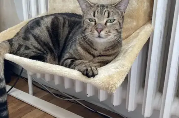 Chat perdu, Oinville-sur-Montcient, photo: Chat peureux disparu - Appelez si vu