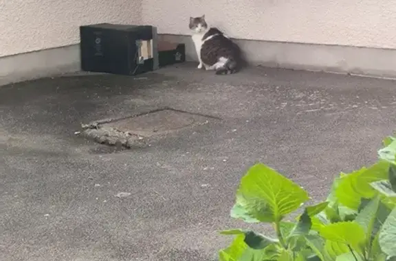 Chat trouvé Rennes, photo: Chat trouvé, chatte gestante