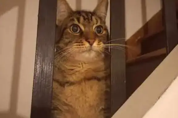 Chat tigré perdu à Châteaubriant - photo