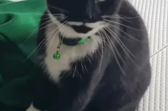 Lost Cat: Black & White, Green Collar - Melbourne