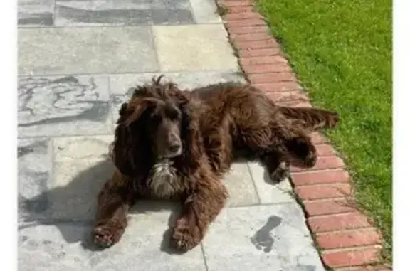 Chien Cocker marron perdu à Lille - photo