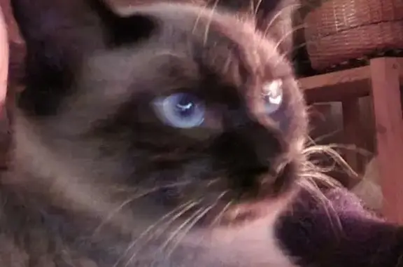 Animaux perdus Plougrescant, photo: Chat Totem disparu à Plougrescant
