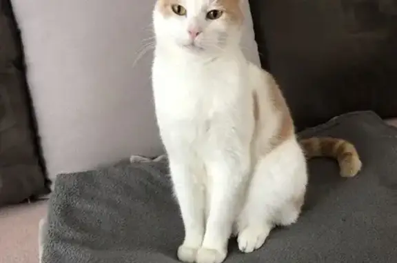 Chat perdu, , photo: Miny, chat mâle perdu à Ervauville