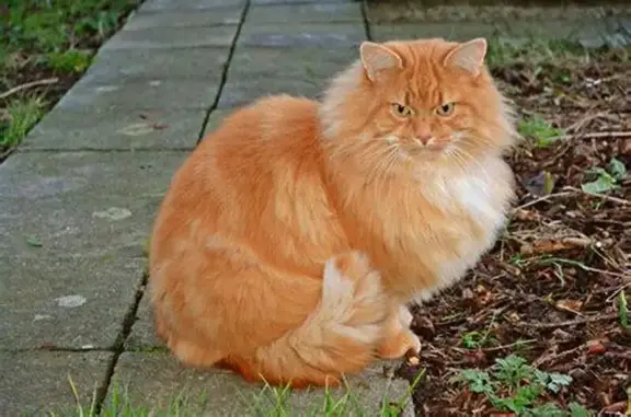 Chat roux perdu à Notre-Dame - photo