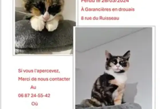 Animaux perdus , photo: Chatte écaille perdue à Garancières