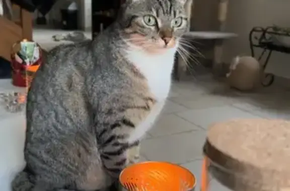 Animaux perdus , photo: Chat tigré perdu à Villedieu