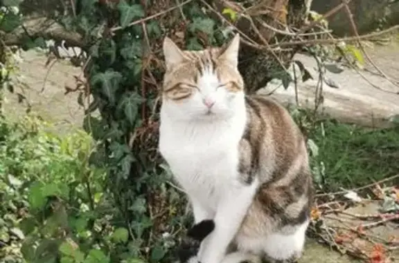 Chat mâle perdu - Pont-de-Claix - photo
