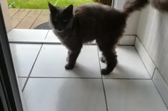 Chat perdu retrouvé à Cazaux - photo