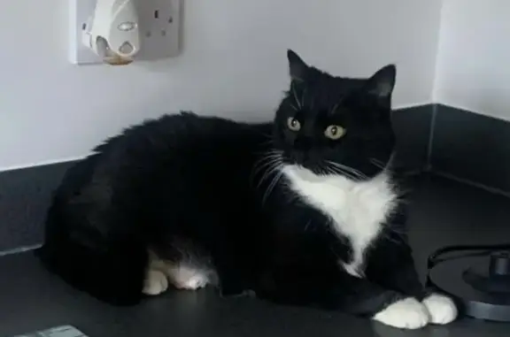 Lost Large Tuxedo Cat in Plymouth - Help!