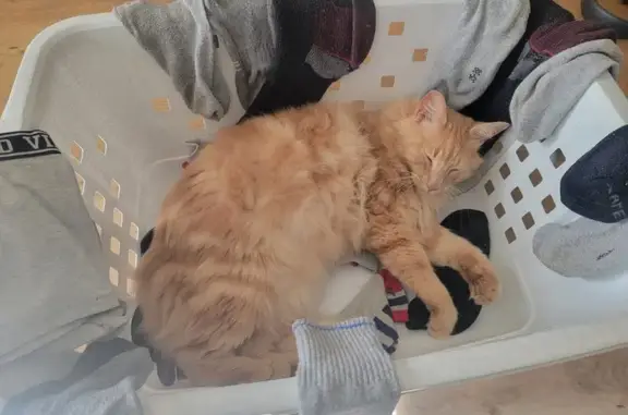 Animaux perdus Buxy, photo: Chat perdu à Buxy: Avis de recherche