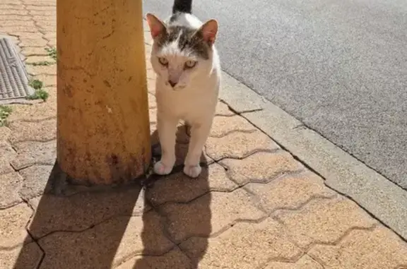Chat retrouvé à Perpignan, rue Fleming - photo