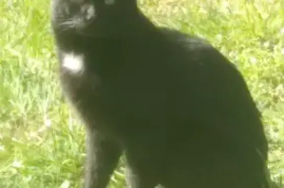Chat trouvé , photo: Chat noir taché trouvé à Gennetines