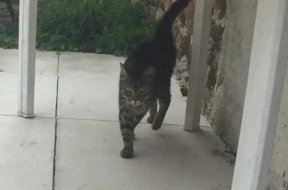 Chat perdu cherche refuge - photo