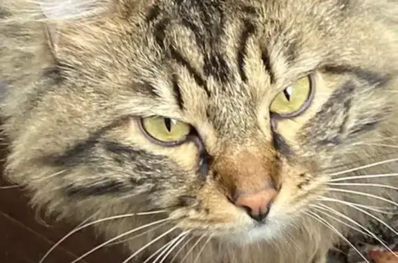 Chat perdu, , photo: Chat tigré perdu après déménagement