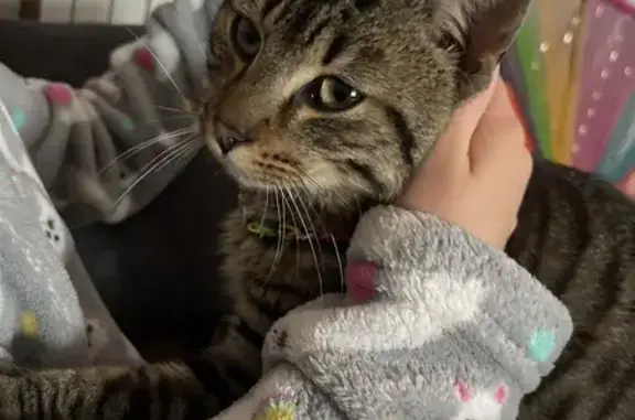 Chaton sociable trouvé à Moisy - photo