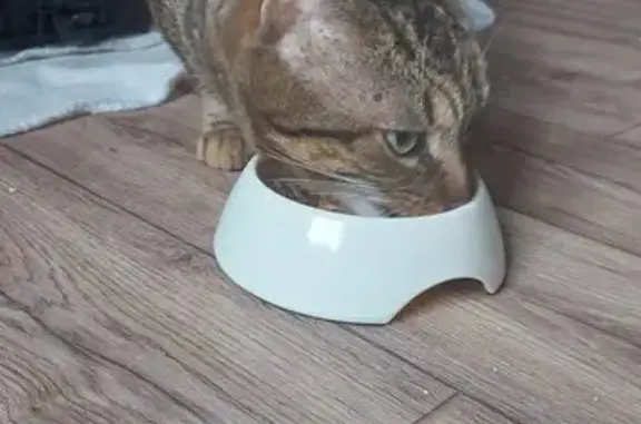 Chat trouvé à Hargarten - Appel - photo