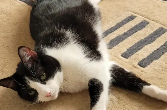 Animaux perdus , photo: Chat castré et pucé perdu, Landos