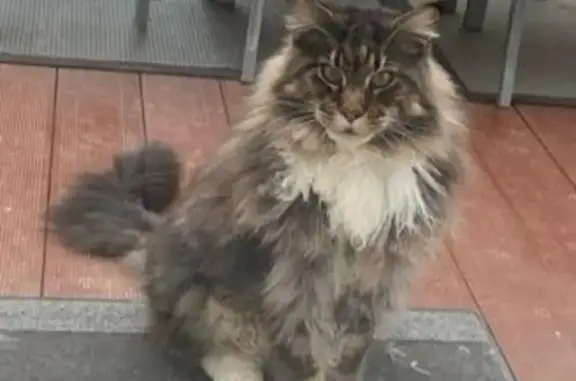 Animaux perdus Saint-Pierre-du-Perray, photo: Chat Maine Coon perdu à Saint-Pierre