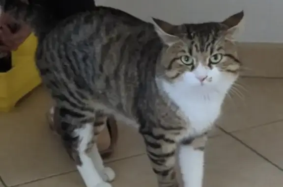 Chat perdu, Antibes, photo: Chat Européen tigré perdu à Antibes
