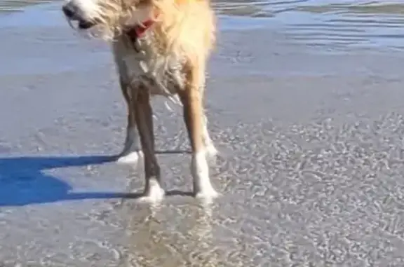 Chien perdu , photo : Chien podenko perdu au Gris-Nez