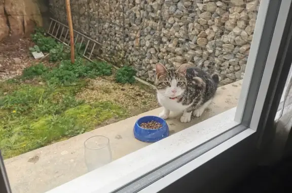 Chat perdu affectueux à Sampans - photo
