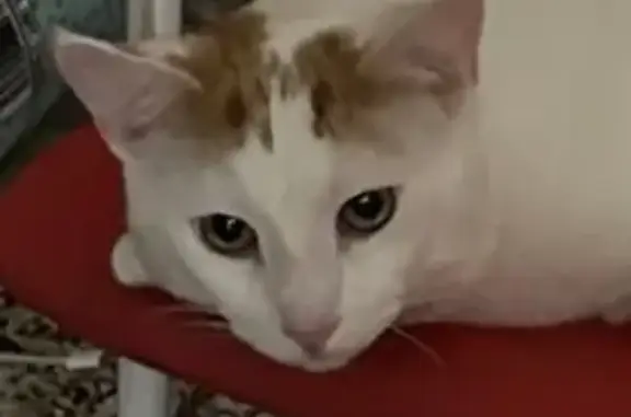 Lost Male Cat: White & Orange Tail - Help!