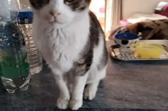 Animaux trouvés Volx, photo: Chat perdu près d'Aldi à Volx