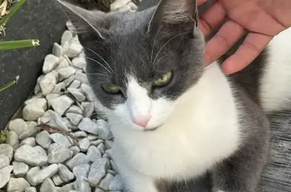 Chatte gestante trouvée à La Talaudière - photo