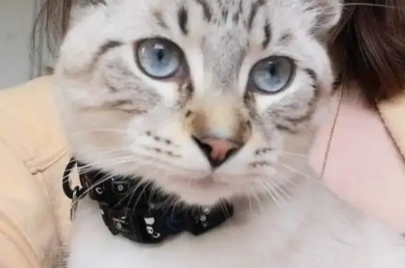Chat perdu, Épinal, photo: Chat sociable perdu à Épinal