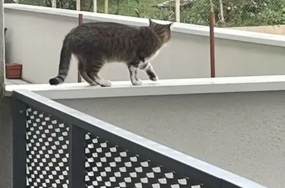 Chat errant à Rodez, non apprivoisé - photo
