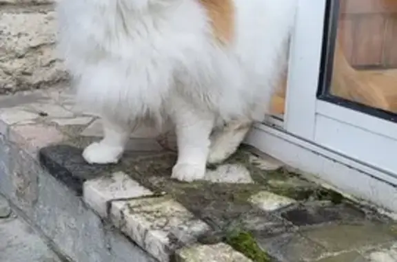 Chat câlin trouvé à Anizy-le-Grand - photo