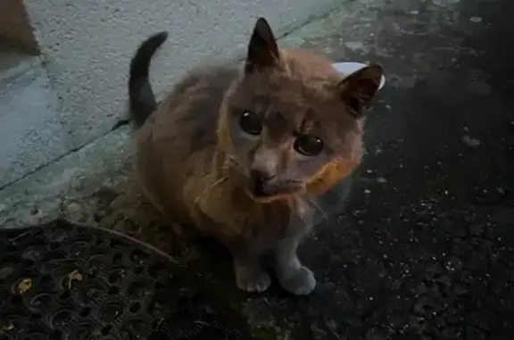 Chat gris affaibli trouvé à La Chapelle - photo