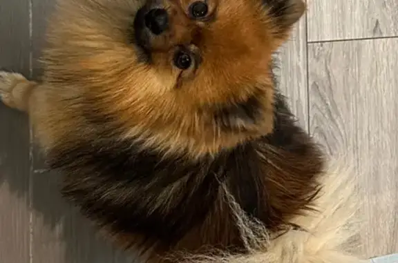 Chien perdu Champigny-sur-Marne, photo : Alerte: Spitz roux perdu à Champigny
