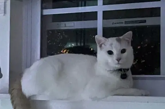 Lost Cat Sugar: White & Orange, Call if Seen!
