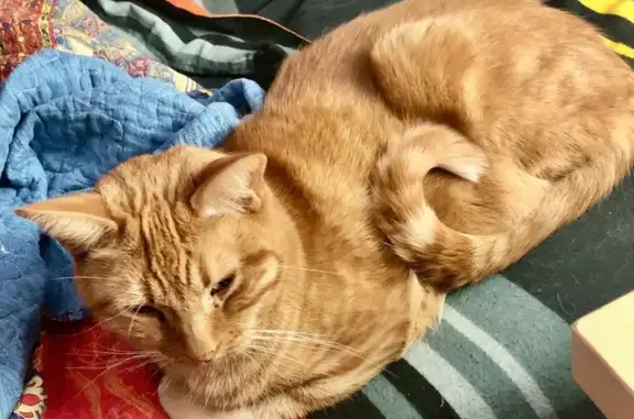 Lost Orange Tabby - South Hobart Way, Denver!