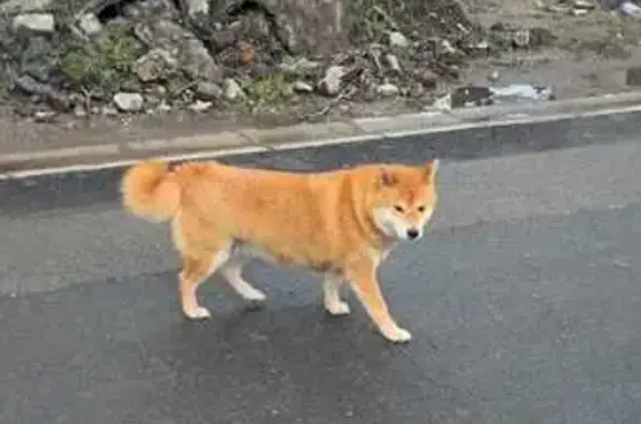 Chien type Akita perdu à Somain - photo