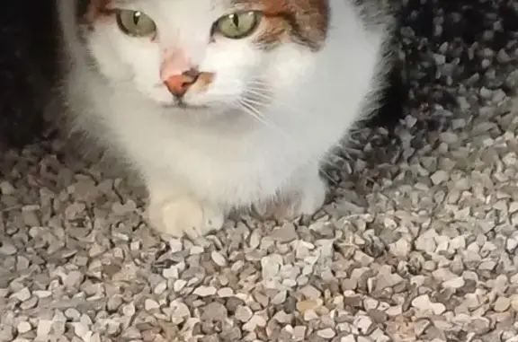 Chat tigré trouvé à Alincthun - photo